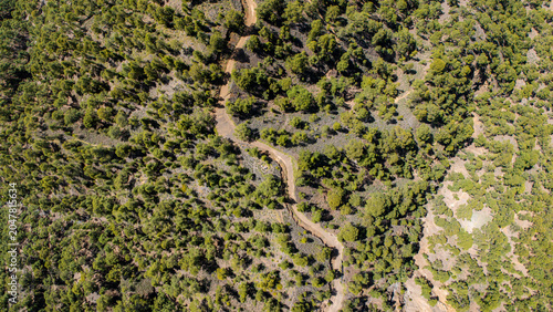 forest with a winding path from above