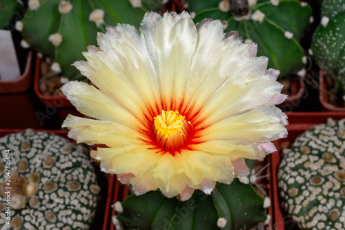Tableau sur toile Yellow flower of a cactus from the genus Astrophytum, blooming in spring in a collection in Ukraine