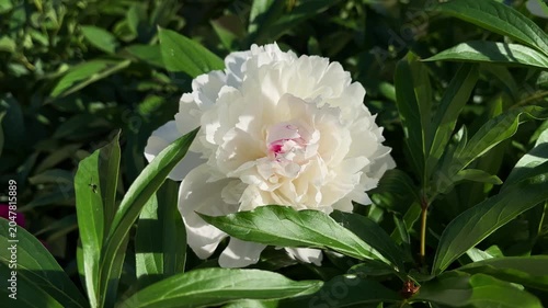 Close-up of white festiva maxima peony flower blooming in garden