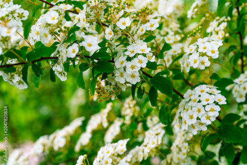 Blooming branches of a white spiraea (bridal wreath) bush in a vibrant spring garden