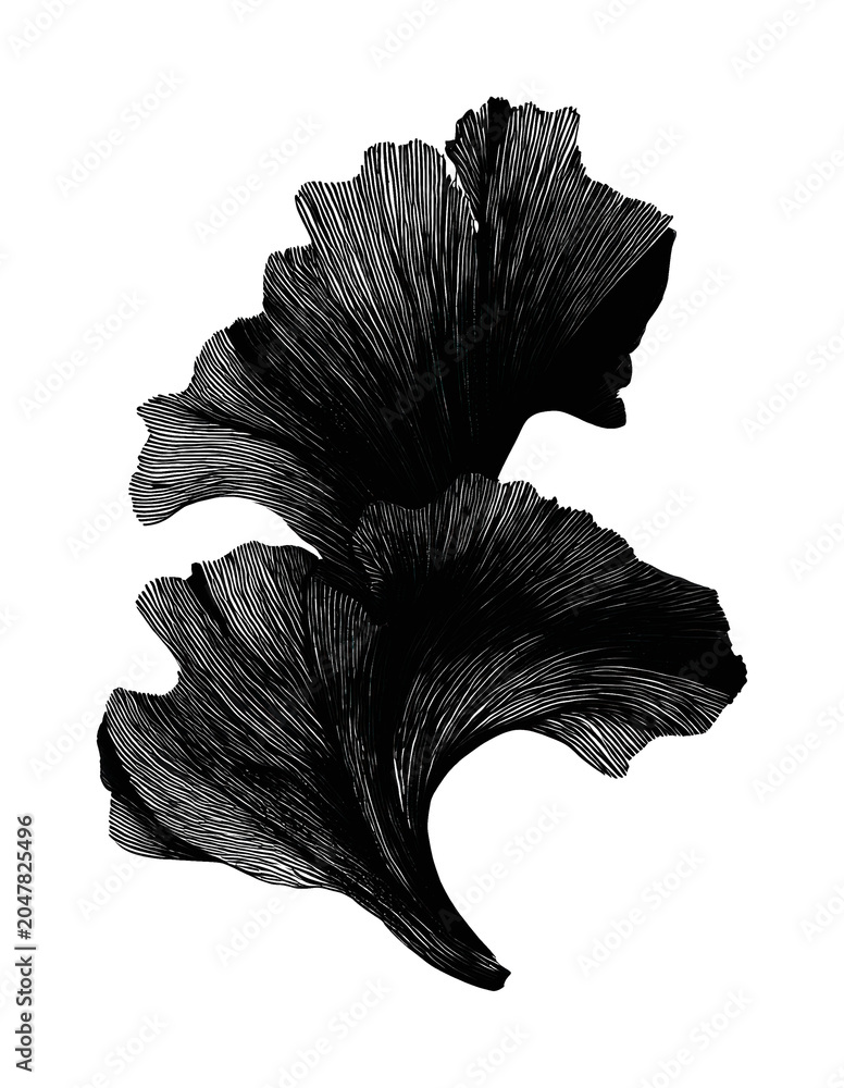 Obraz premium PNG Elegant monochrome ginkgo leaf illustration.