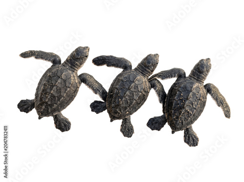 Sea Turtle Hatchlings Trio Top View Isolated on White Background – Photorealistic Wildlife Nature Study with Fine Detail