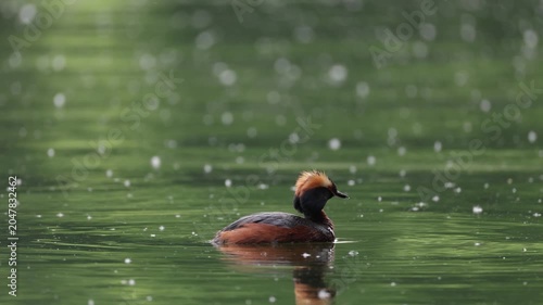 A horned grebe swims in the lake. Close-up. Rare bird. IUCN Red List