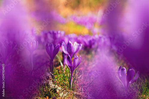 Tableau sur toile Springtime blooming violet Iridaceae family crocus plant photographed up close outdoors during a sunny day with selective focus