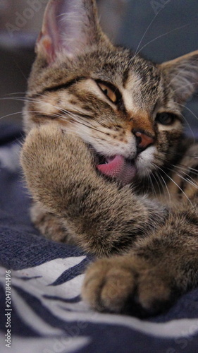 A domestic tabby cat with brown and black stripes is grooming itself. The cat has bright eyes and a playful expression, resting on a patterned blanket.