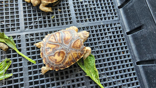 Fotografía A high-angle, close-up shot of a small juvenile Sulcata tortoise crawling on a black plastic mesh floor next to green vegetable leaves