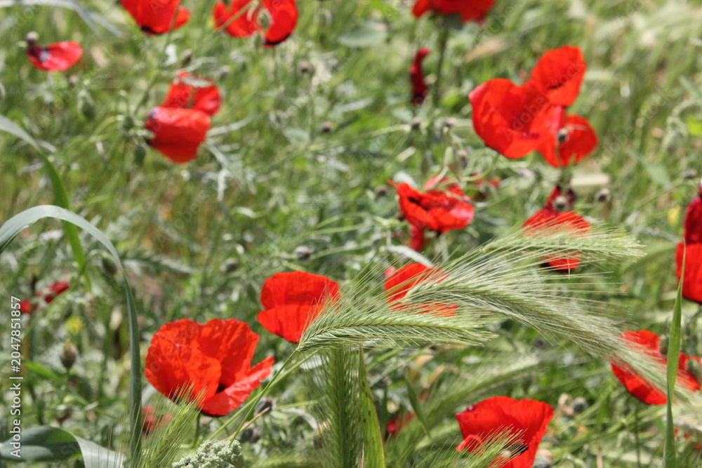 Fototapeta premium Fresh poppy flowers in bunches
