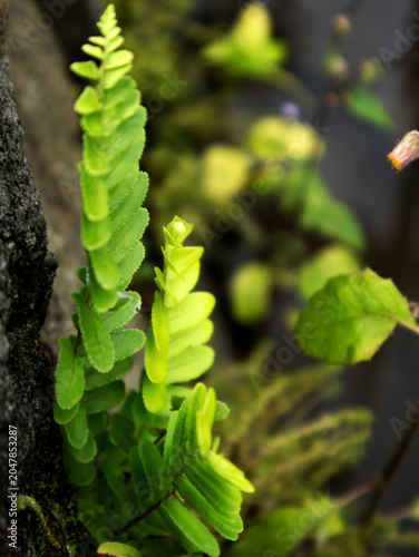 Valokuva Ferns (Pteridophyta) are a group of vascular plants that have true roots, stems, and leaves