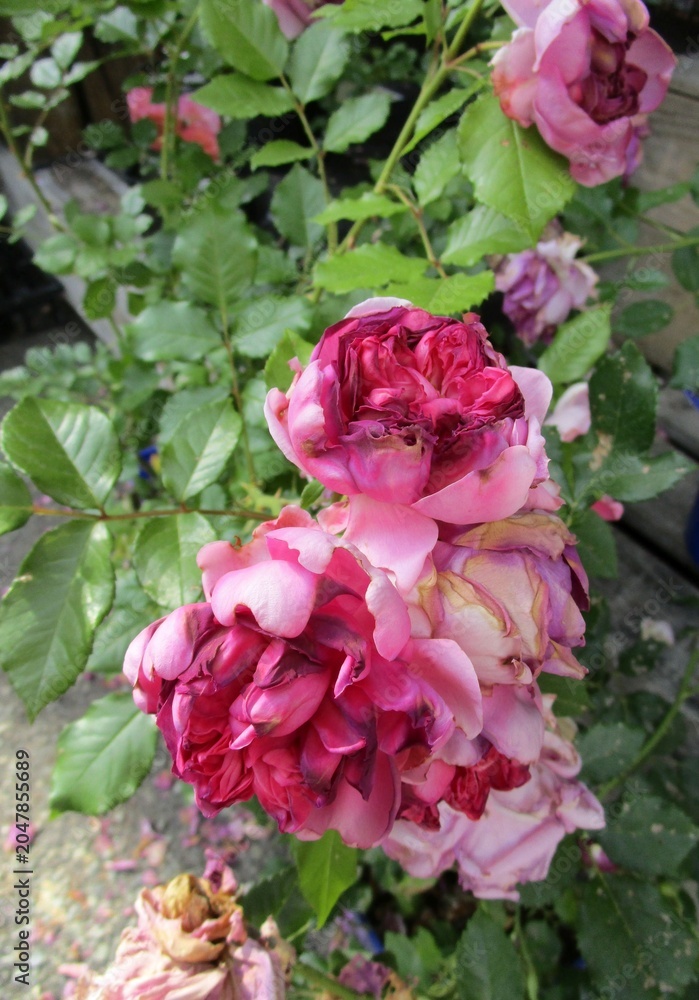 Fototapeta premium 咲き崩れかけているバラの花のアップ