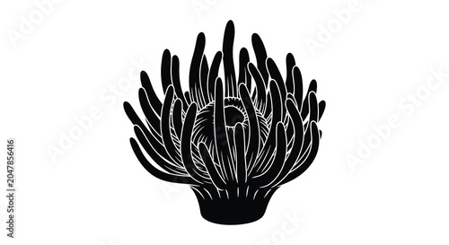 Foto Sea anemone silhouette black marine invertebrate on white background