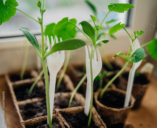 Seedlings of cucumbers in pots. Gardening in the spring season.