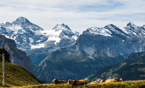 Cows in the Swiss Alps
