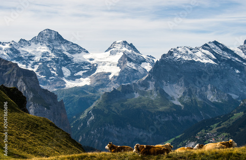 Cows in the Swiss Alps