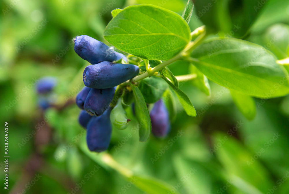 Obraz premium Honeysuckle growing in the garden. Selective focus.
