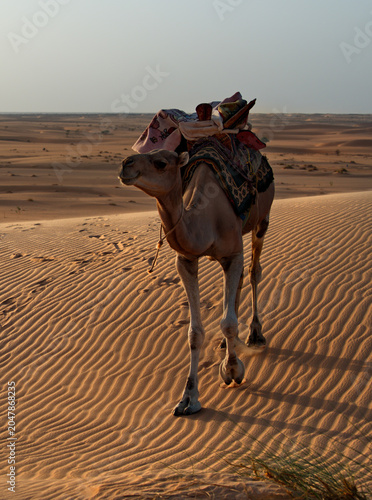 West Africa. Mauritania. A loaded one-humped camel walks on the hot sands of high dunes in the boundless Sahara Desert.