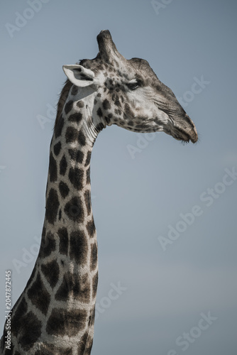 Close -up giraffe portrait set against sky 
