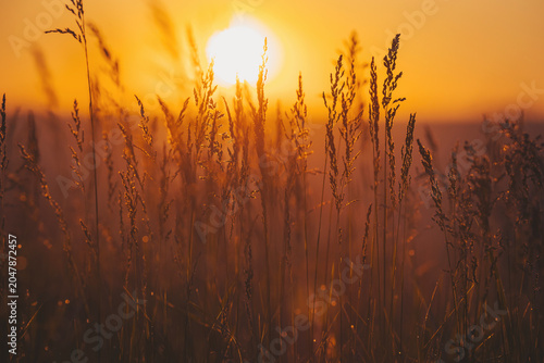 Golden sun sets over tall grass fields creating a warm glow in the sky as day turns to night during evening hours