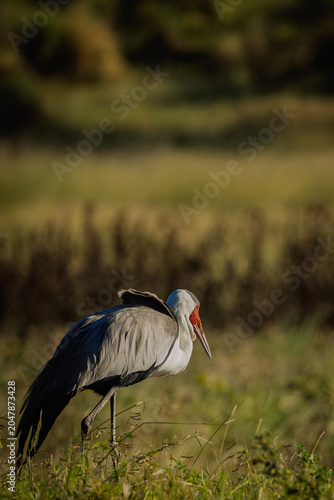 yellow billed stork kumaga Botswana 