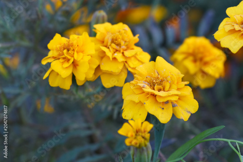 Yellow french marigold flower blossom in garden, Yellow french Mari Gold flowers for decorate garden, Close up of beautiful small marigold flower in garden. Marigold flowers bloom in nature