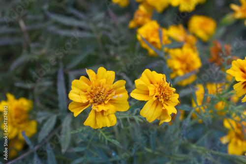 Yellow french marigold flower blossom in garden, Yellow french Mari Gold flowers for decorate garden, Close up of beautiful small marigold flower in garden. Marigold flowers bloom in nature
