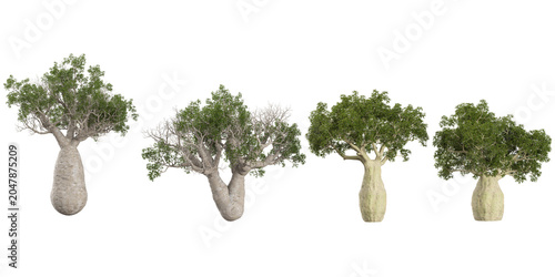 Bilde på lerret Collection of Adansonia,Brachychiton plants on transparent background