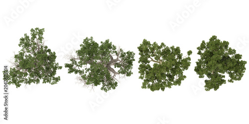 Fotografia Collection of Adansonia,Brachychiton plants on transparent background from the t