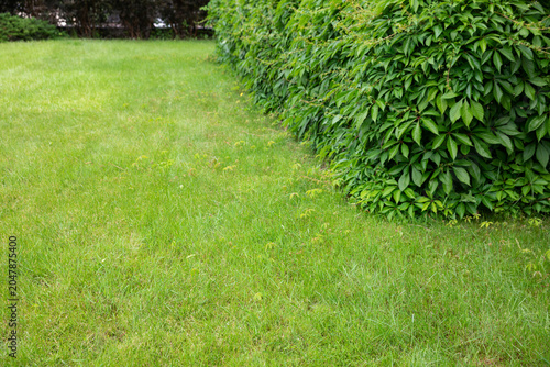 Long green hedge bordering a healthy lawn in a landscaped residential garden. Decorative greenery creating privacy, structure, and visual balance in outdoor space. Suitable for garden design,
