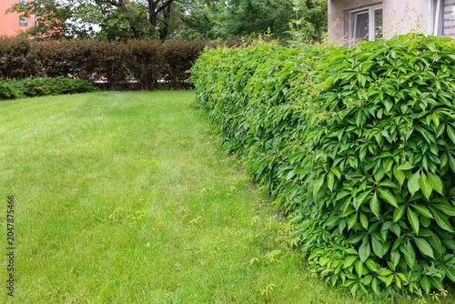 Green ornamental hedge and healthy lawn in a landscaped garden. Decorative shrub border creating a clean and organized outdoor environment. Natural colors and well-maintained vegetation emphasize 