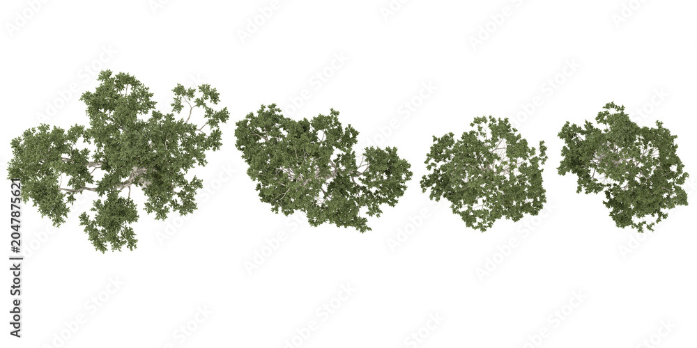 Fototapeta premium Collection of Eucalyptus plants on transparent background from the top view