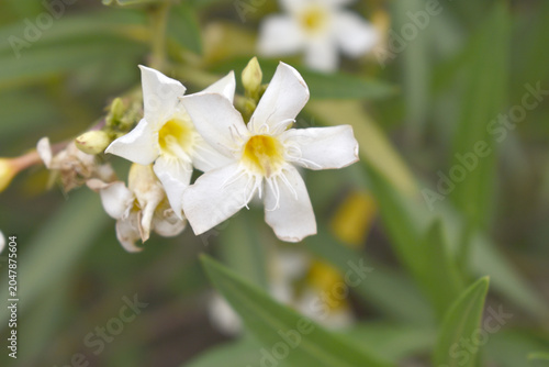 Nerium oleander in bloom, White siplicity bunch of flowers and green leaves on branches, Nerium Oleander shrub white flowers, ornamental shrub branches in daylight, bunch of flowers closeup