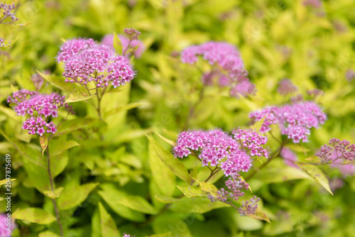Golden Japanese spirea (Spiraea japonica 'Goldflame') shrub with pink flower clusters growing along a garden border. Bright yellow-green foliage contrasts with decorative blossoms, creating an attract