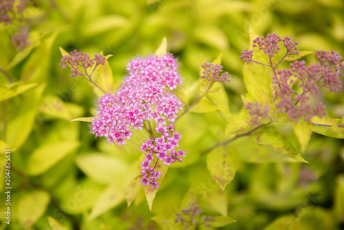 Golden Japanese spirea (Spiraea japonica 'Goldflame') shrub with pink flower clusters growing along a garden border. Bright yellow-green foliage contrasts with decorative blossoms, creating an attract