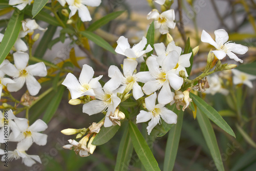 Nerium oleander in bloom, White siplicity bunch of flowers and green leaves on branches, Nerium Oleander shrub white flowers, ornamental shrub branches in daylight, bunch of flowers closeup