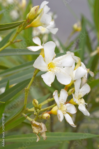 Nerium oleander in bloom, White siplicity bunch of flowers and green leaves on branches, Nerium Oleander shrub white flowers, ornamental shrub branches in daylight, bunch of flowers closeup