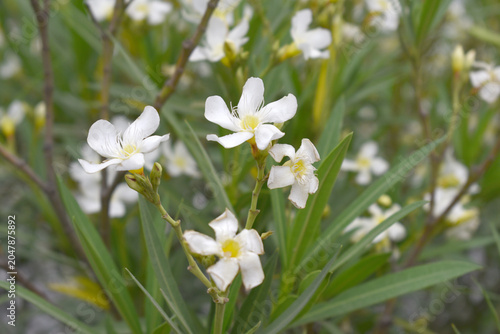 Nerium oleander in bloom, White siplicity bunch of flowers and green leaves on branches, Nerium Oleander shrub white flowers, ornamental shrub branches in daylight, bunch of flowers closeup