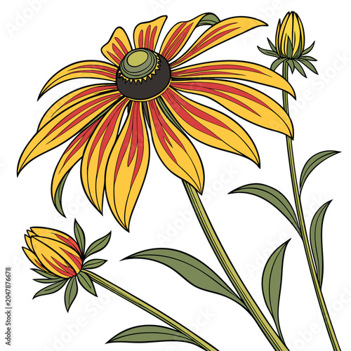 Bild auf Leinwand black eyed susan colorful on white background