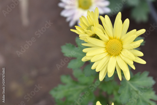 Beautiful Yellow chrysanthemum flowers closeup in the winter garden, Closeup of Chrysanthemum flower, Field of the Yellow Chrysanthemum, Beautiful Yellow flower blooming in nature.