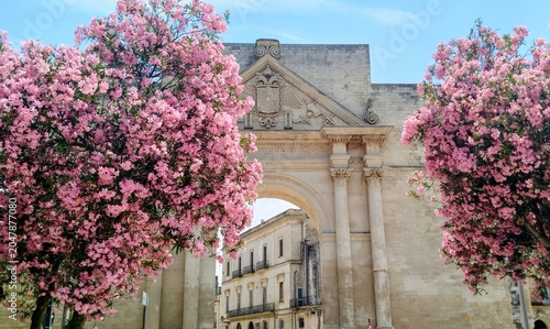 flowers in the city