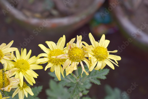Beautiful Yellow chrysanthemum flowers closeup in the winter garden, Closeup of Chrysanthemum flower, Field of the Yellow Chrysanthemum, Beautiful Yellow flower blooming in nature.