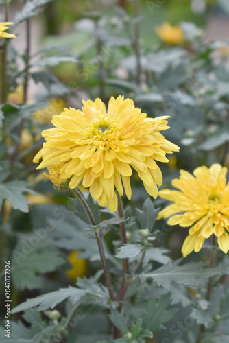 Beautiful Yellow chrysanthemum flowers closeup in the winter garden, Closeup of Chrysanthemum flower, Field of the Yellow Chrysanthemum, Beautiful Yellow flower blooming in nature.