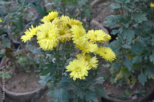 Beautiful Yellow chrysanthemum flowers closeup in the winter garden, Closeup of Chrysanthemum flower, Field of the Yellow Chrysanthemum, Beautiful Yellow flower blooming in nature.