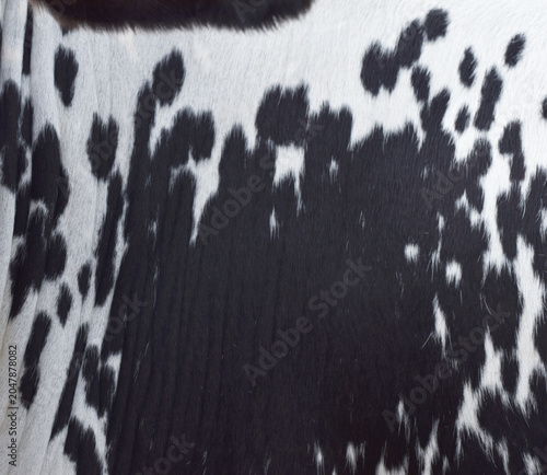 cow skin texture background, bull leather with fur background closeup,  cow hide pattern, The texture is dense and rich, displaying a natural pattern, cow skin hairy texture bull fur animal skin textu