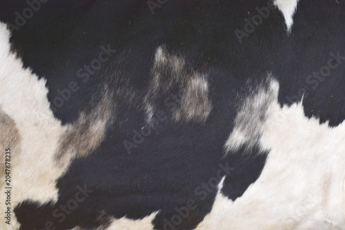 cow skin texture background, bull leather with fur background closeup,  cow hide pattern, The texture is dense and rich, displaying a natural pattern, cow skin hairy texture bull fur animal skin textu