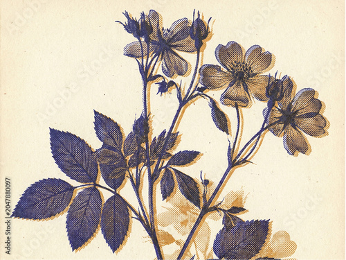 Risograph Print - Indigo Ochre Historical Herbarium.