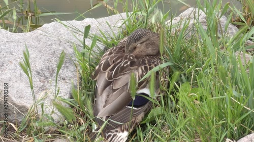 Mallard duck dozing among grass near stones on a pond shore, head tucked into feathers