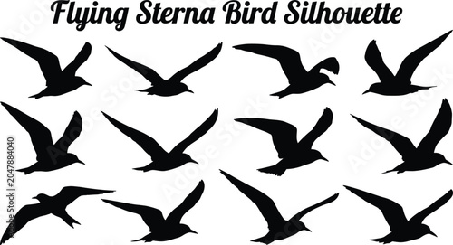 Flying sterna sea bird silhouettes in different flight positions for coastal decorations