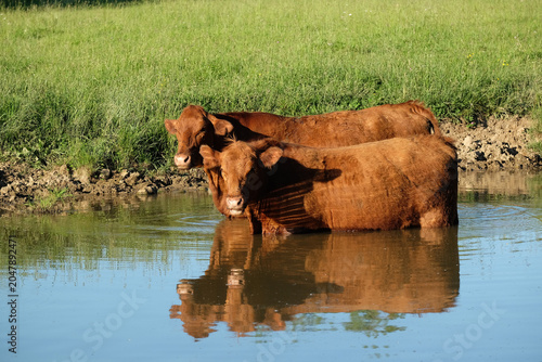 Beef cows standing in a farm pond to stay cool,