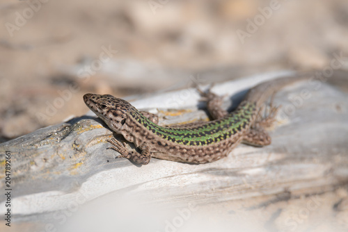 Lagartija de Ibiza 