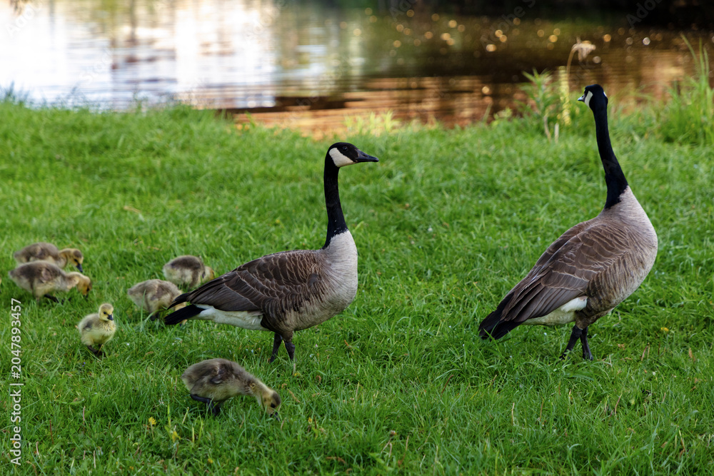 Fototapeta premium Canada geese on green grass with small goslings near riverbank.
