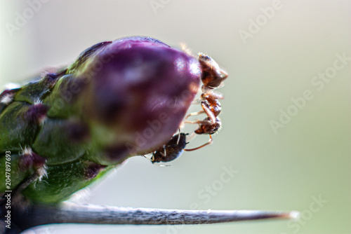 Argentine ant (Linepithema humile, formerly Iridomyrmex humilis) on cactus bud protectting aphids for their honew-dew sap